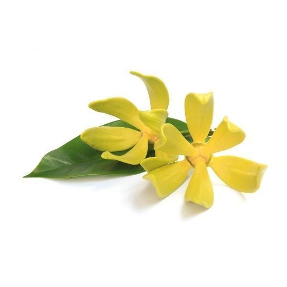 parfum Ylang