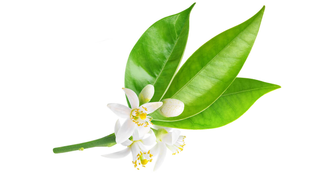 PArfum de neroli